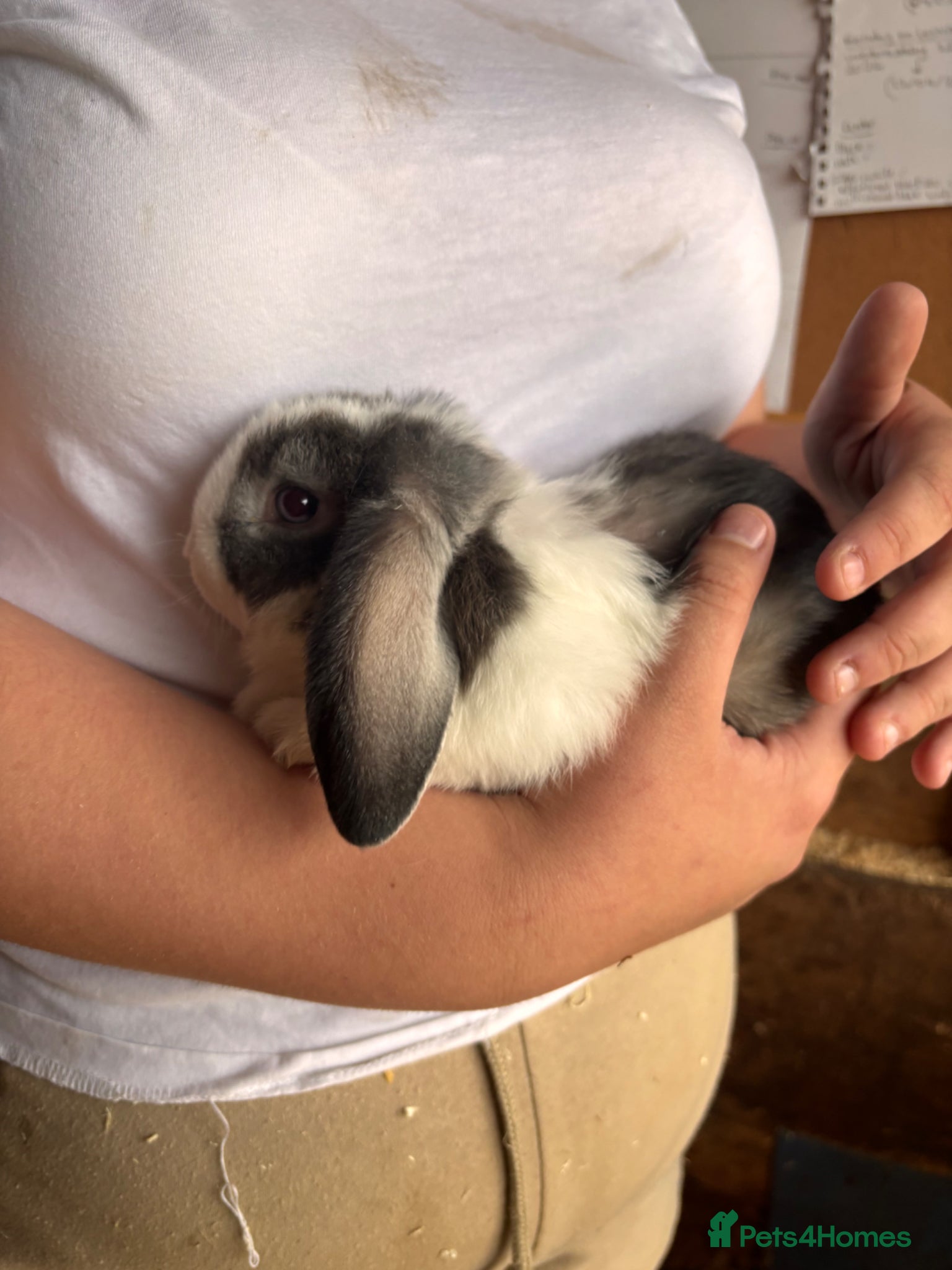 Mini Lop rabbits for sale: 8 beautiful baby’s rabbit  - Advert 29