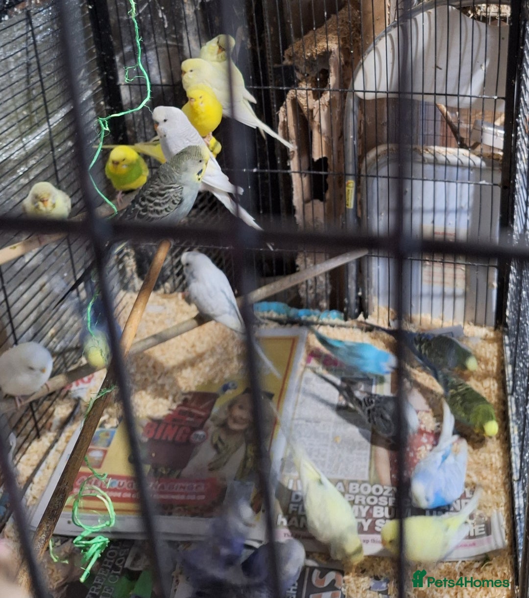 Budgerigars birds for sale: Budgies for sale ,  9 weeks +  - Advert 4