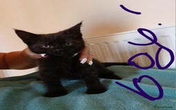 Mixed Breed cats for sale: 7 very fluffy kittens wisbech!!🐈‍⬛️🐈‍⬛️😻 - Image 9