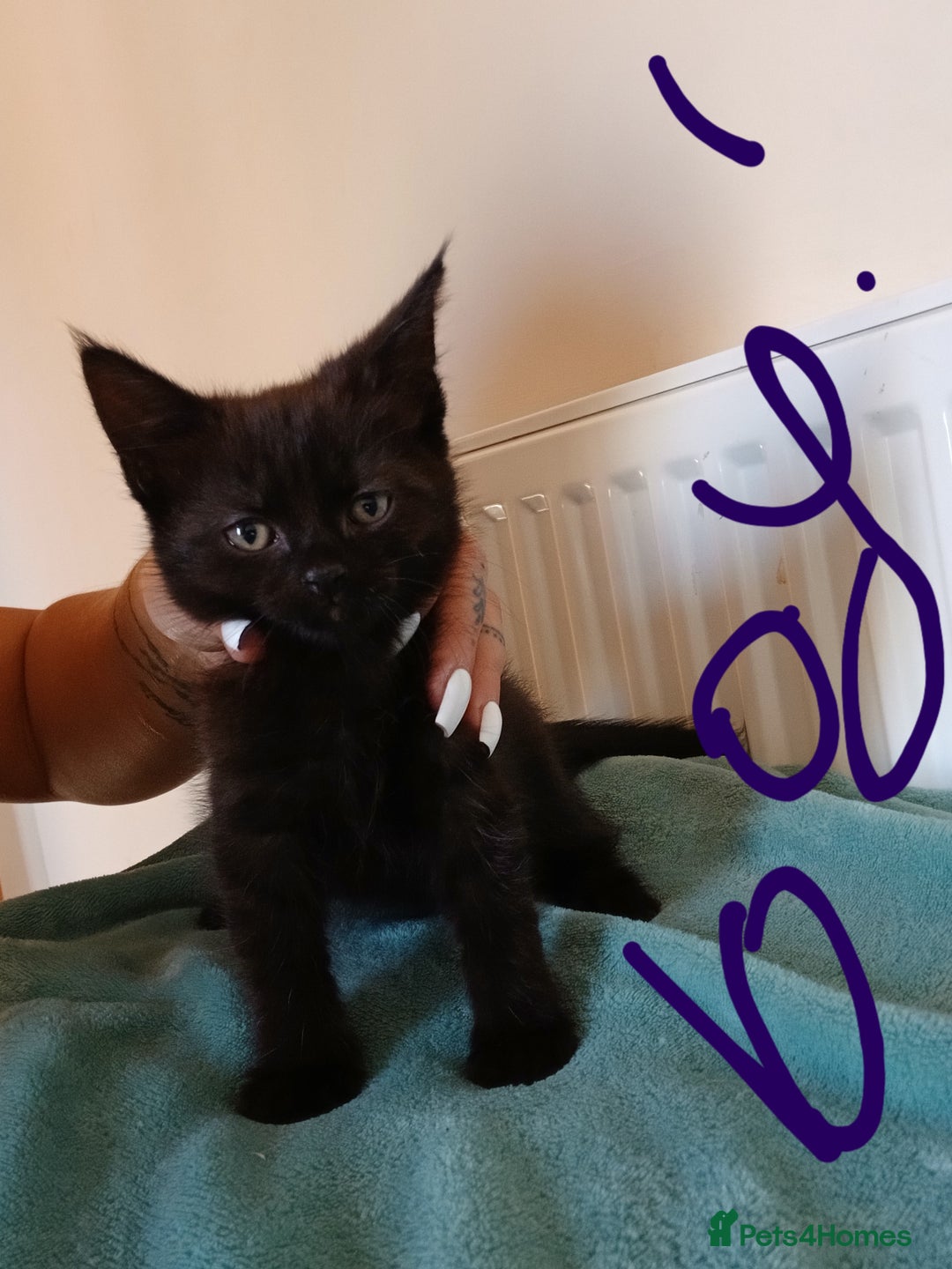 Mixed Breed cats for sale: 7 very fluffy kittens wisbech!!🐈‍⬛️🐈‍⬛️😻 - Image 9