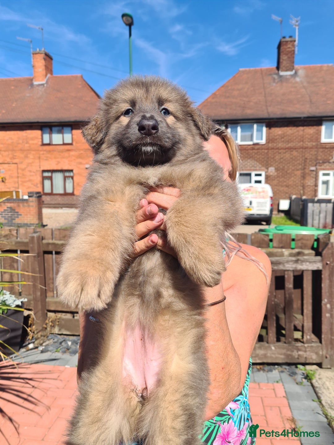German Shepherd dogs for stud: Blue German shepherd PROVEN  - Image 20