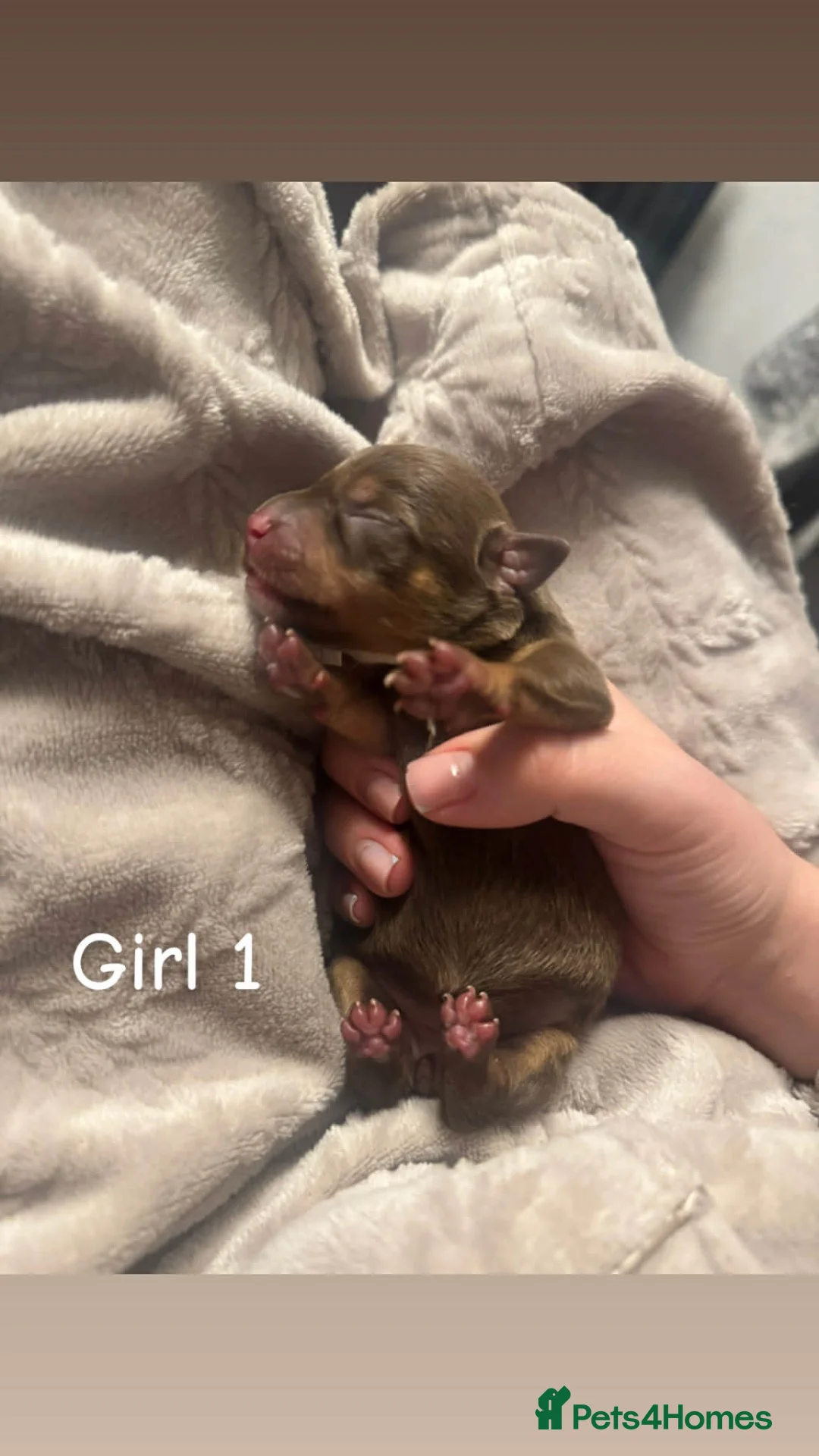 Chiweenie dogs for sale: Chiweenie Puppies - Advert 2