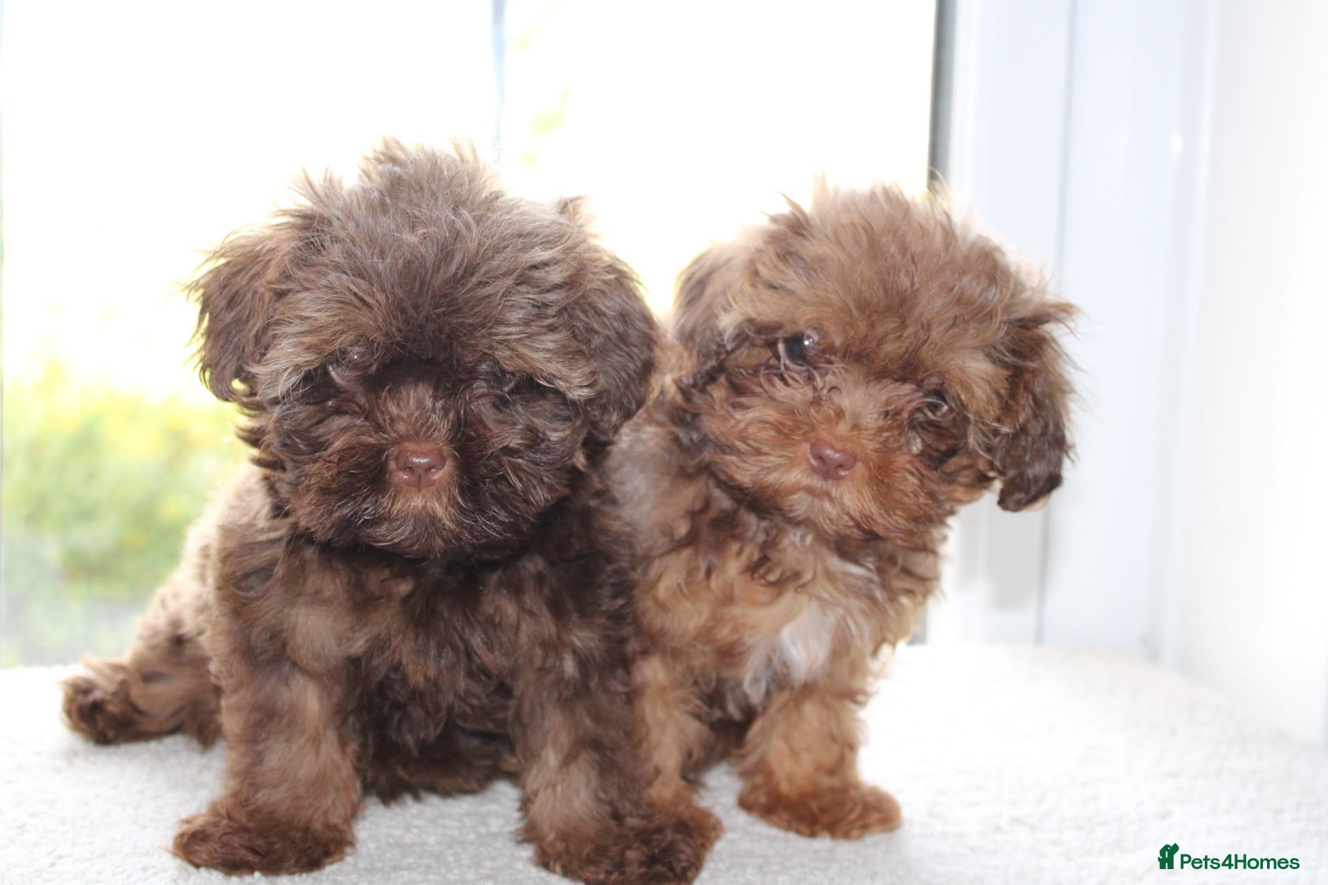 Shihpoo dogs for sale: Chocolate shihpoo’s  - Advert 1