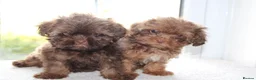 Shihpoo dogs for sale: Chocolate shihpoo’s  - Advert 1