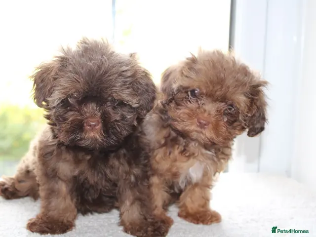 Shihpoo dogs for sale: Chocolate shihpoo’s - Advert 1