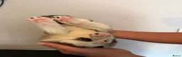 Siberian Husky dogs for sale: Siberian Husky  - Advert 11