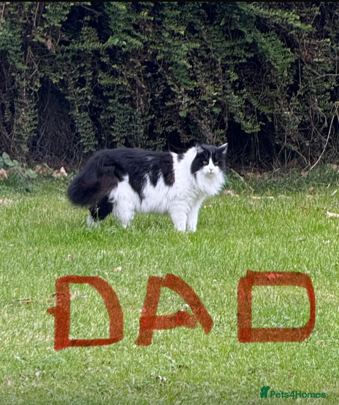 Ragcoon cats for sale: RAGCOON (sealpoint ragdoll mum-dad -Mainecoon) - Advert 2