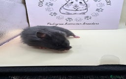 Hamster rodents for sale: Pedigree Syrian hamsters - Image 7