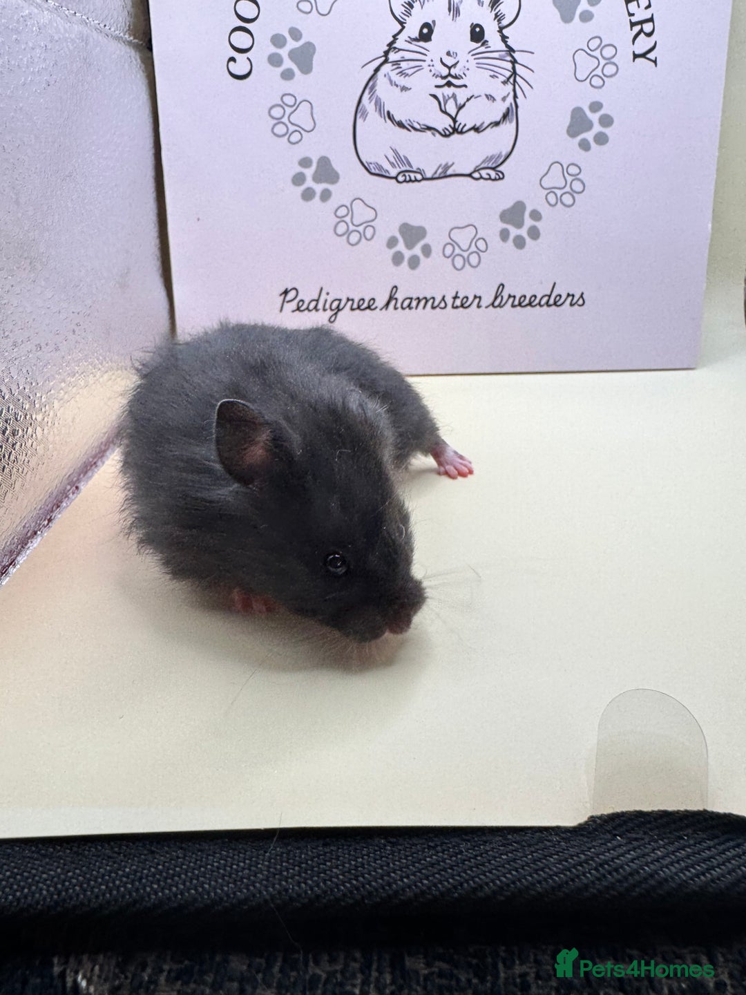 Hamster rodents for sale: Pedigree Syrian hamsters - Image 7