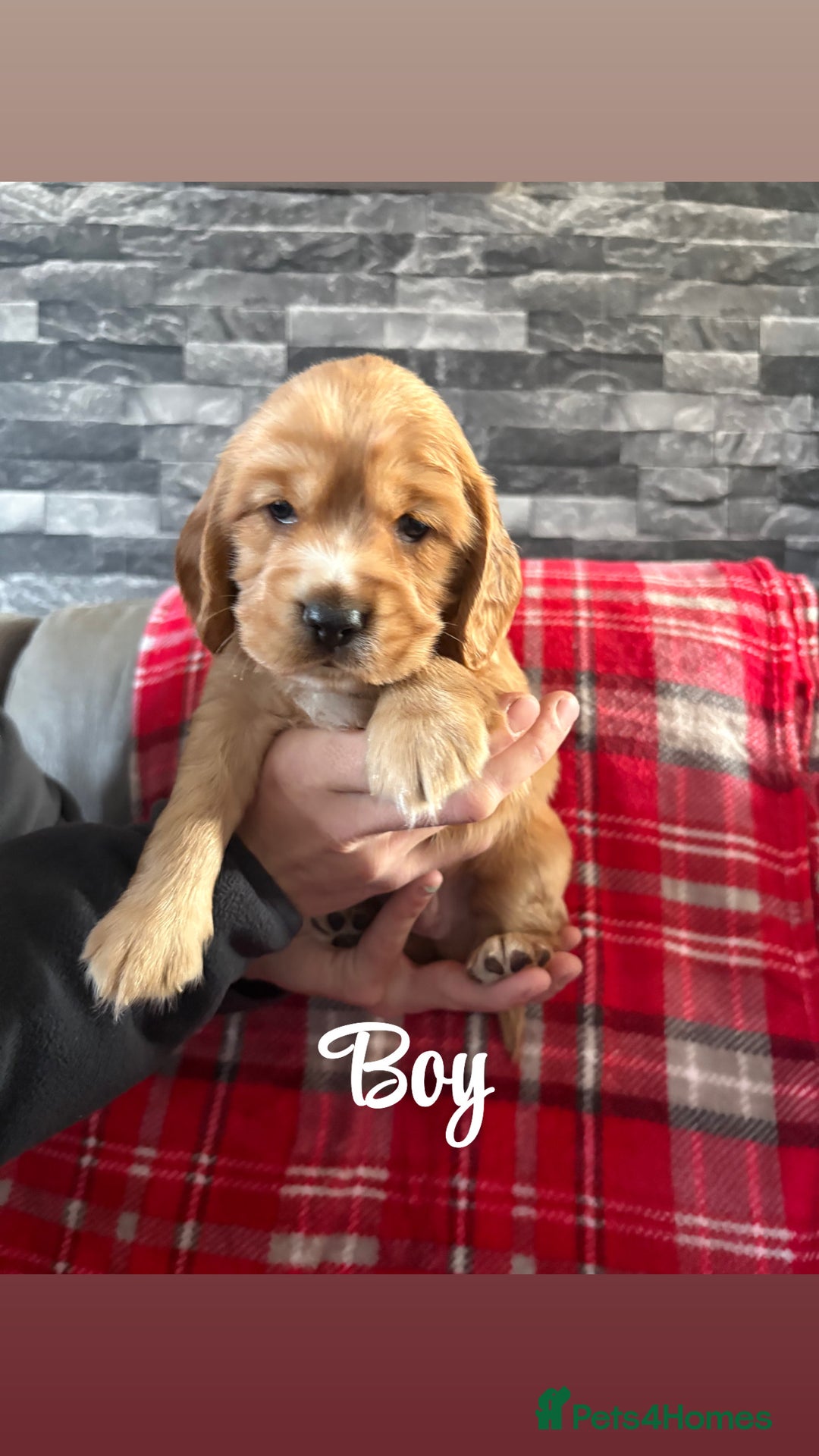 Cocker Spaniel dogs for sale: Show type cocker spaniel pups - Advert 3