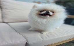 Pomeranian dogs for sale: Pure white Korean Pomeranian in Nottingham - Image 4