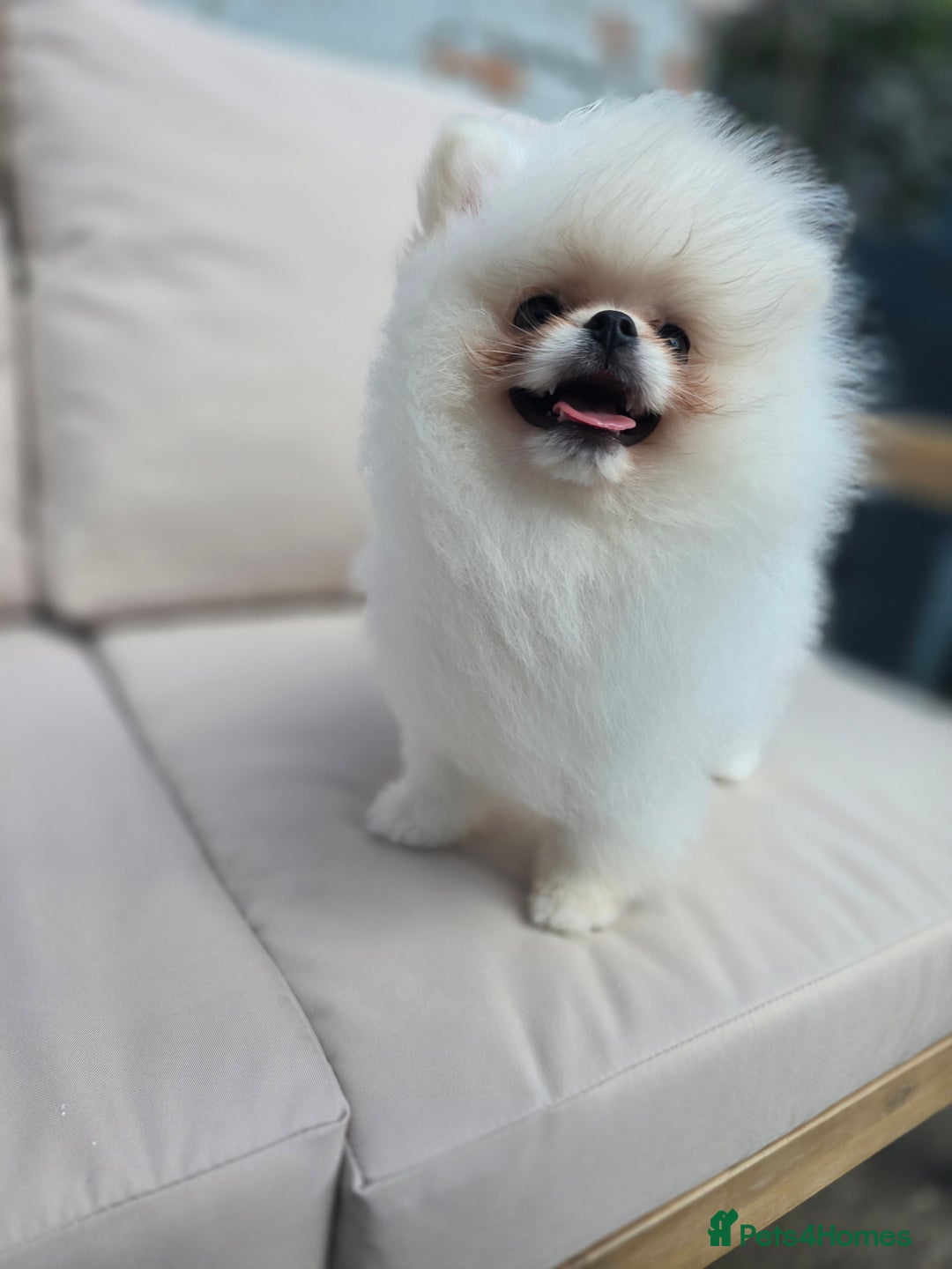 Pomeranian dogs for sale: Pure white Korean Pomeranian in Nottingham - Image 4