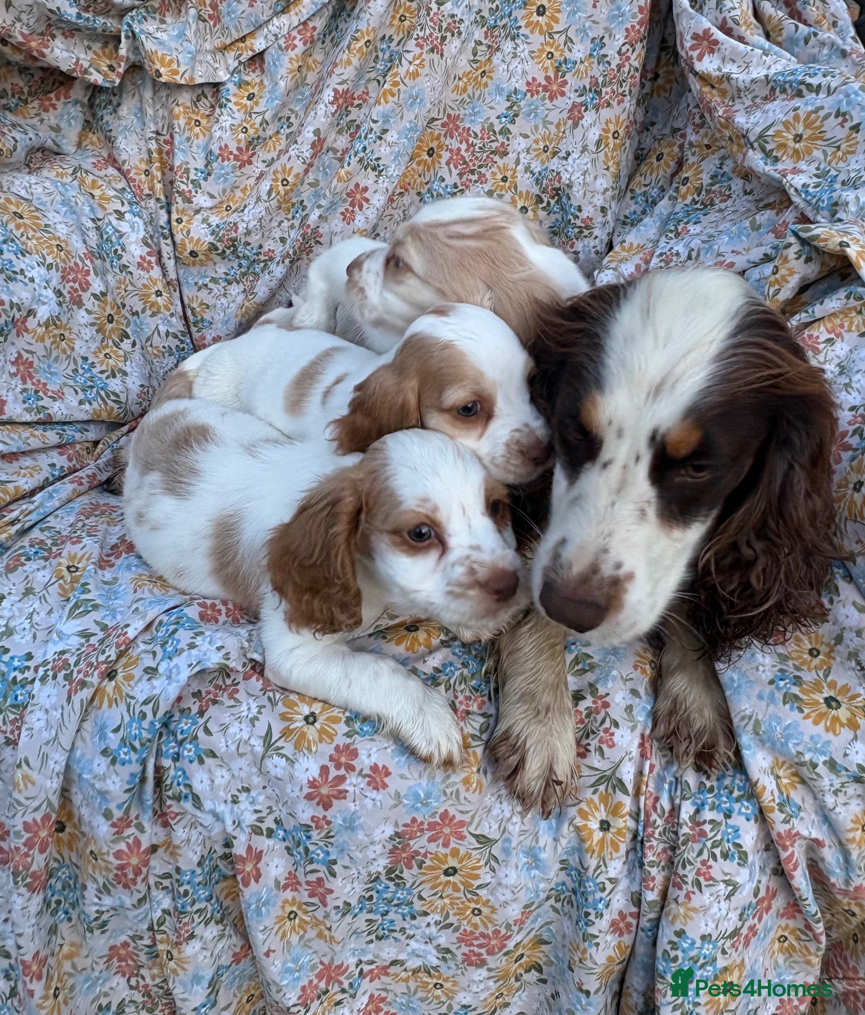 Cocker Spaniel dogs Cocker spaniel puppies for sale ! - Advert 2