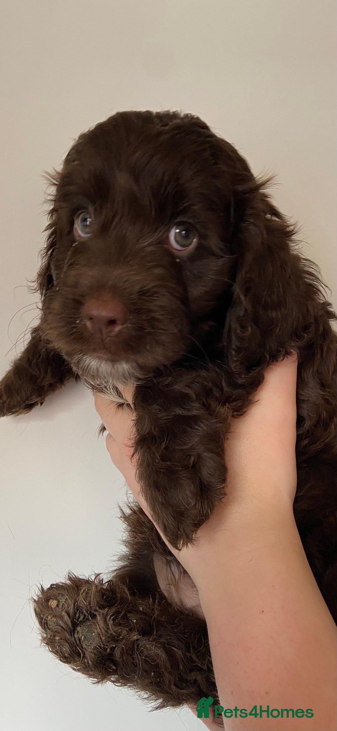 Cockapoo dogs for sale: last F1 boy ready now - Image 13