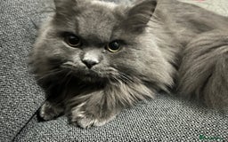 Persian cats for sale: Male Persian/British shorthair - Image 3