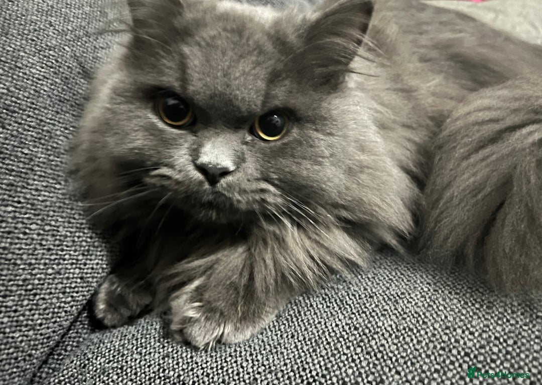 Persian cats for sale: Male Persian/British shorthair - Image 3
