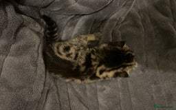 British Shorthair cats for sale: 4 Beautiful British Shorthair cross Kittens  - Image 22