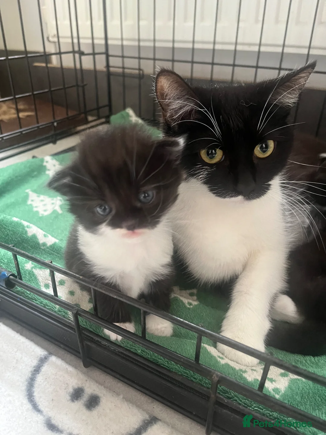 Mixed Breed cats for sale: Mixed Persian kittens  - Advert 1