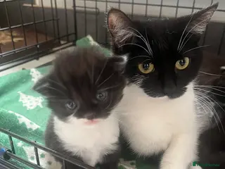 Mixed Breed cats Mixed Persian kittens - Advert 1
