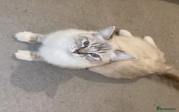 Ragdoll cats for sale: BEAUTIFUL QUEEN BLUE LYNX MITTED RAGDOLL FOR SALE - Image 6