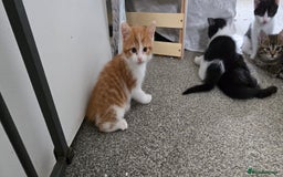 Mixed Breed cats for sale: 7 beautiful babies, 2 black/white are polydactyl  - Image 9