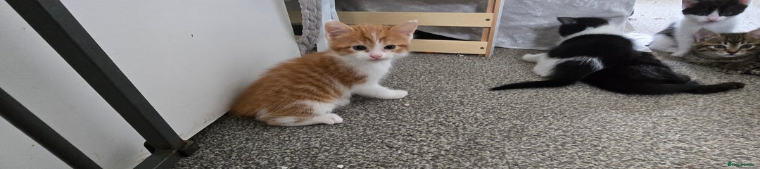 ginger/white boy with white tips on his ears
