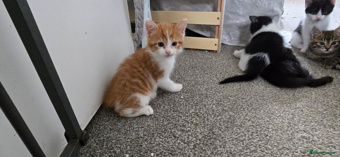 Mixed Breed cats for sale: 7 beautiful babies, 2 black/white are polydactyl  - Image 9