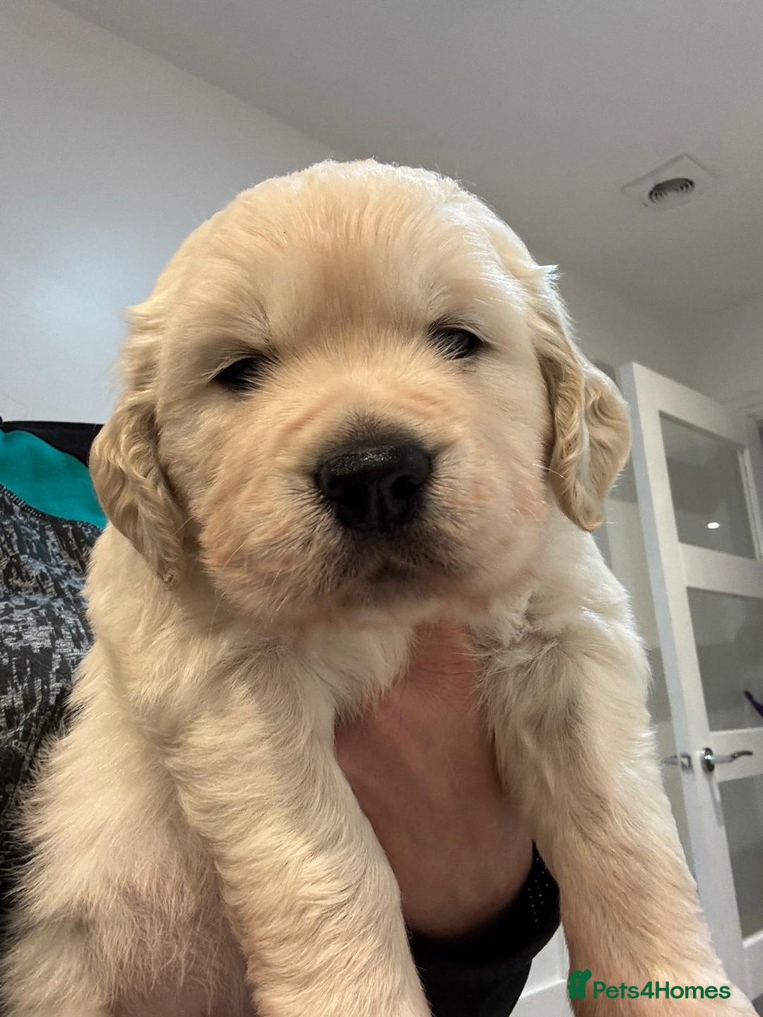 Golden Retriever dogs for sale: 1 x Male Golden Retriever - Advert 1