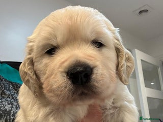Golden Retriever dogs 1 x Male Golden Retriever - Advert 1