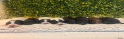 Sprocker dogs for sale: 5 * Breeder Health-Tested F1b Sprocker Puppies - Advert 19
