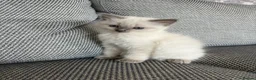 Ragdoll cats for sale: Beautiful Bluepoint Ragdoll kitten in Glasgow - Advert 2