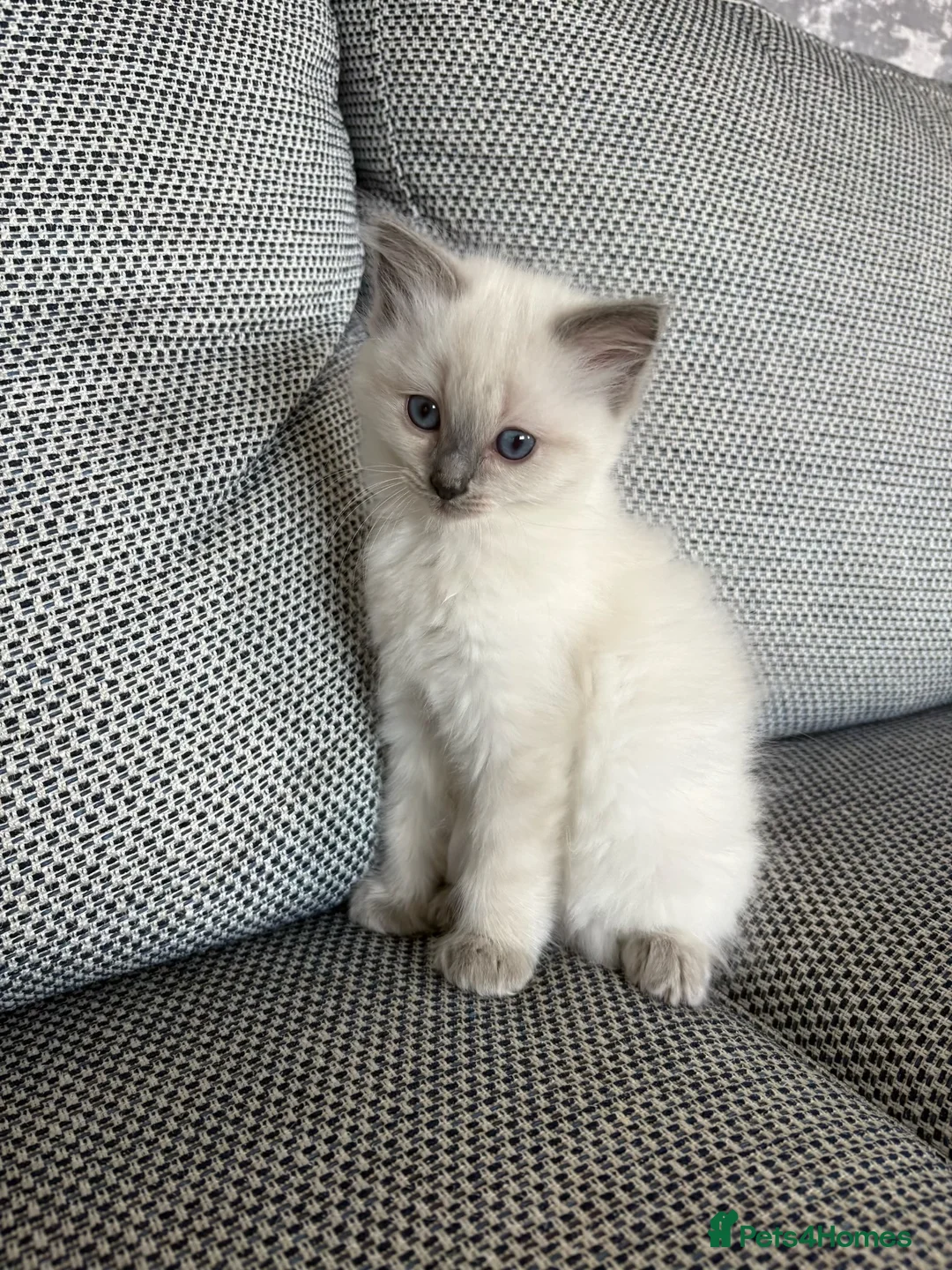 Ragdoll cats for sale: Beautiful Bluepoint Ragdoll kitten in Glasgow - Advert 2