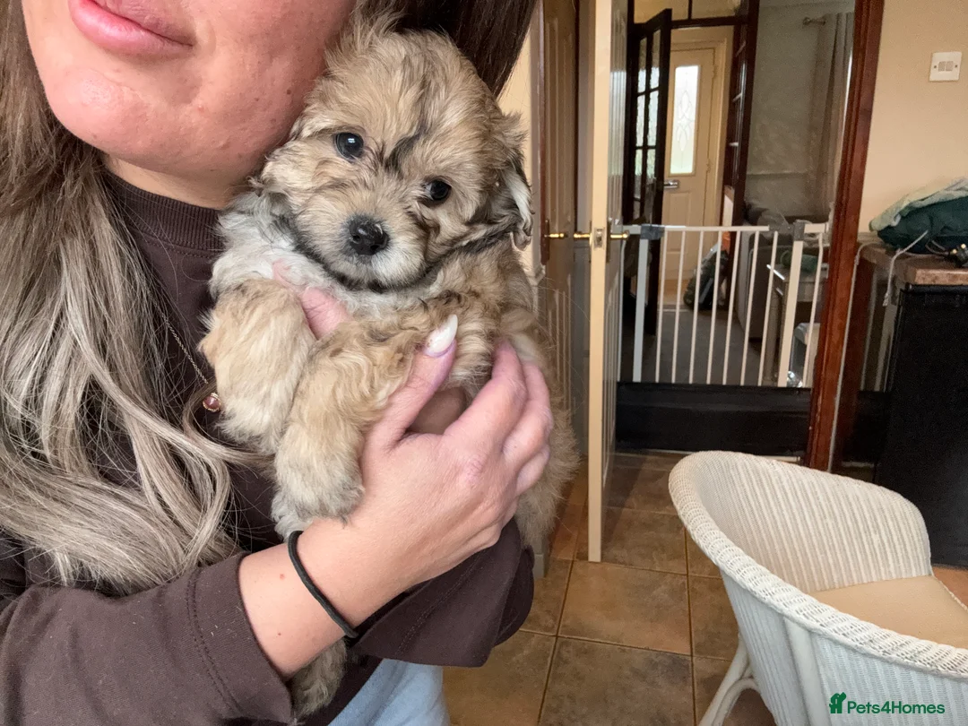 Maltipoo dogs for sale: Maltipoo puppy - Advert 8