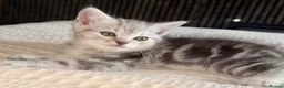 Persian cats for sale: READY TO LEAVE - Persian Kittens  - Advert 1