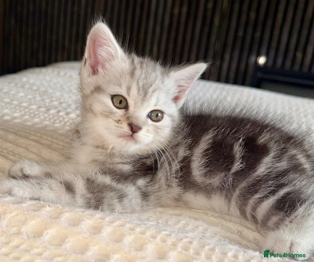 Persian cats for sale: READY TO LEAVE - Persian Kittens  - Advert 1