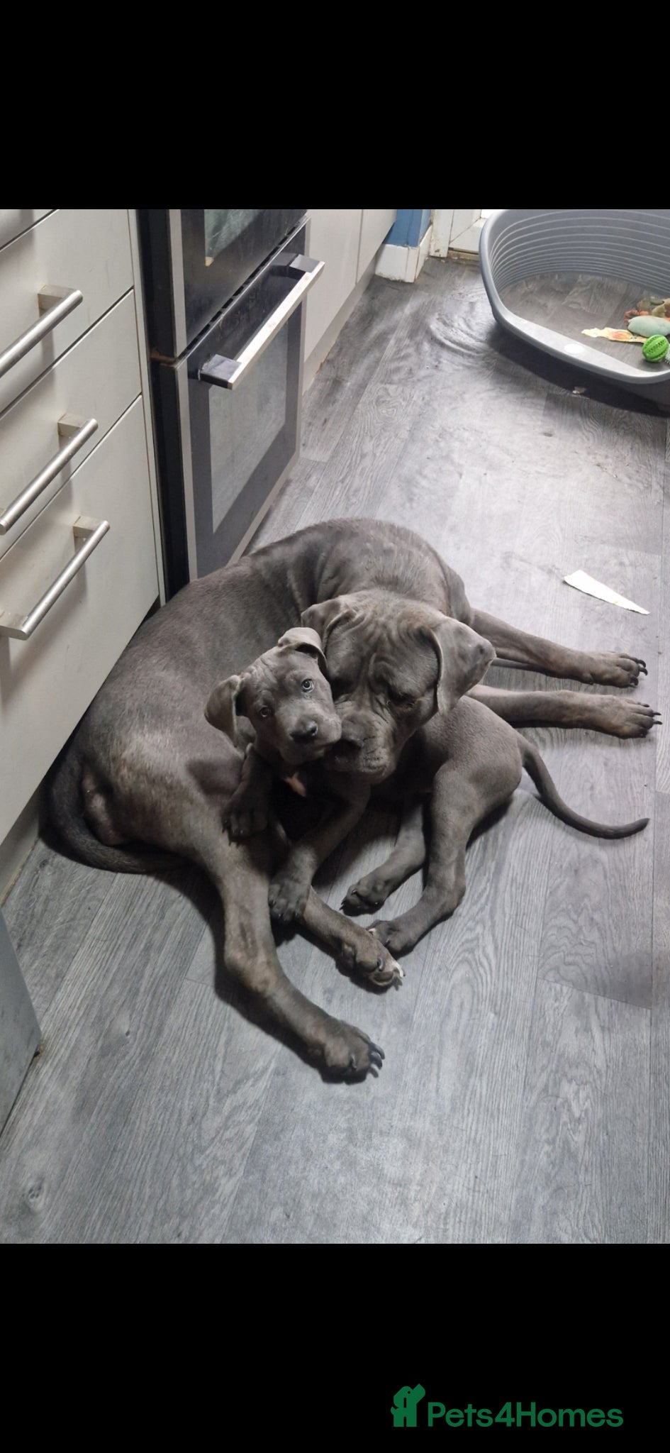 Mixed Breed dogs Beautiful chunky boy  - Advert 1