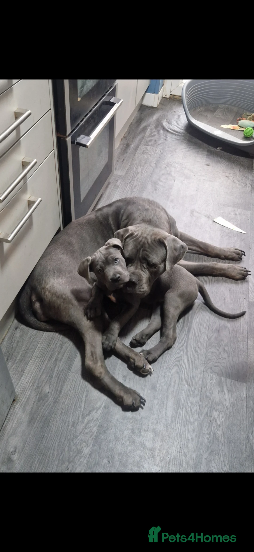 Mixed Breed dogs for sale: Beautiful chunky boy  in Crawley - Advert 1