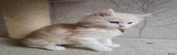 Maine Coon cats for sale: RARE Red High Silver Stunning Maine Coons Boys - Advert 17