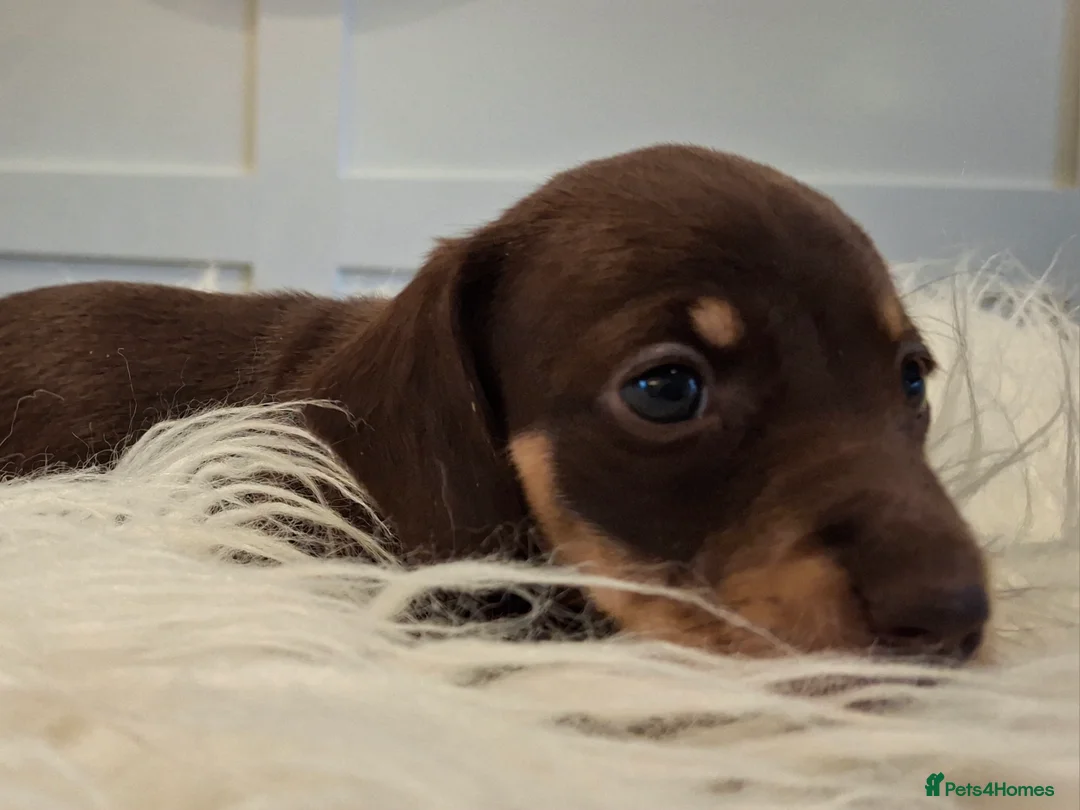 Miniature Dachshund dogs for sale: 🐾❤️ KC Reg Smooth Haired Miniature Dachschund  - Advert 23