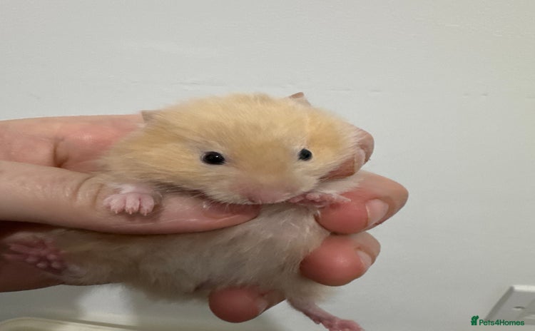 Hamster rodents Baby syrian hamsters males and females - Advert 3