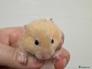 Hamster rodents Baby syrian hamsters males and females - Advert 4