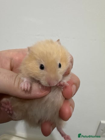 Hamster rodents Baby syrian hamsters males and females - Advert 3