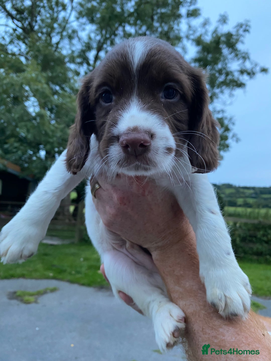 English Springer Spaniel dogs for sale: Last 2!! KC Reg Springer Spaniel Puppies - Image 5