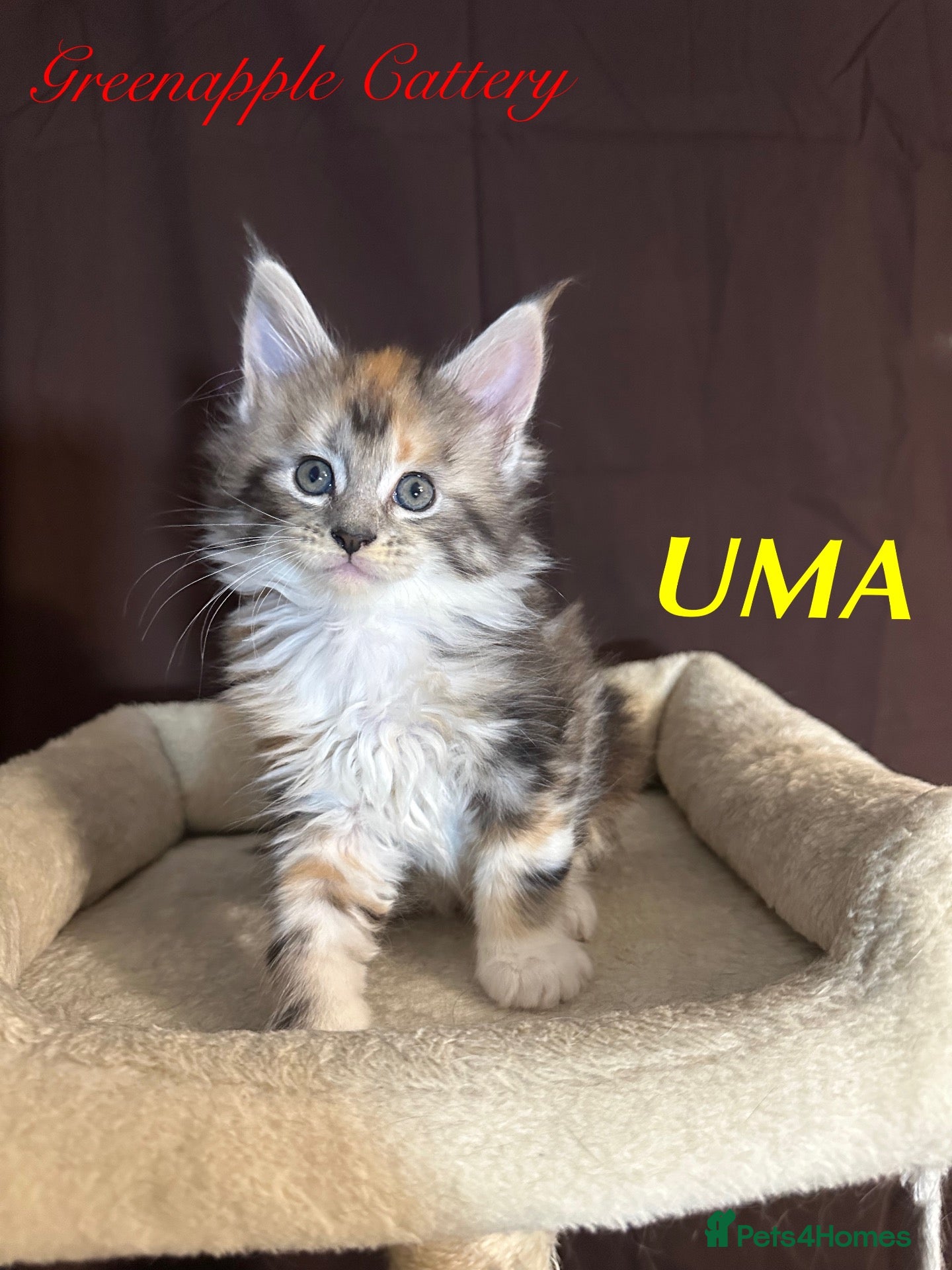Maine Coon cats TICA Registered Full Maine Coon Kittens - Advert 1