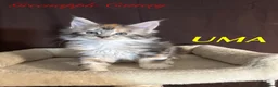 Maine Coon cats for sale: TICA Registered Full Maine Coon Kittens - Advert 4