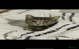 Mixed Breed cats for sale: In need of a loving new home  - Image 1