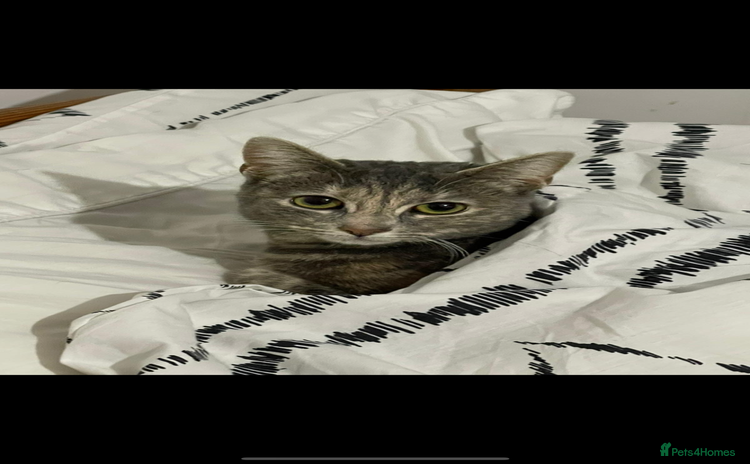 Mixed Breed cats - Advert 1