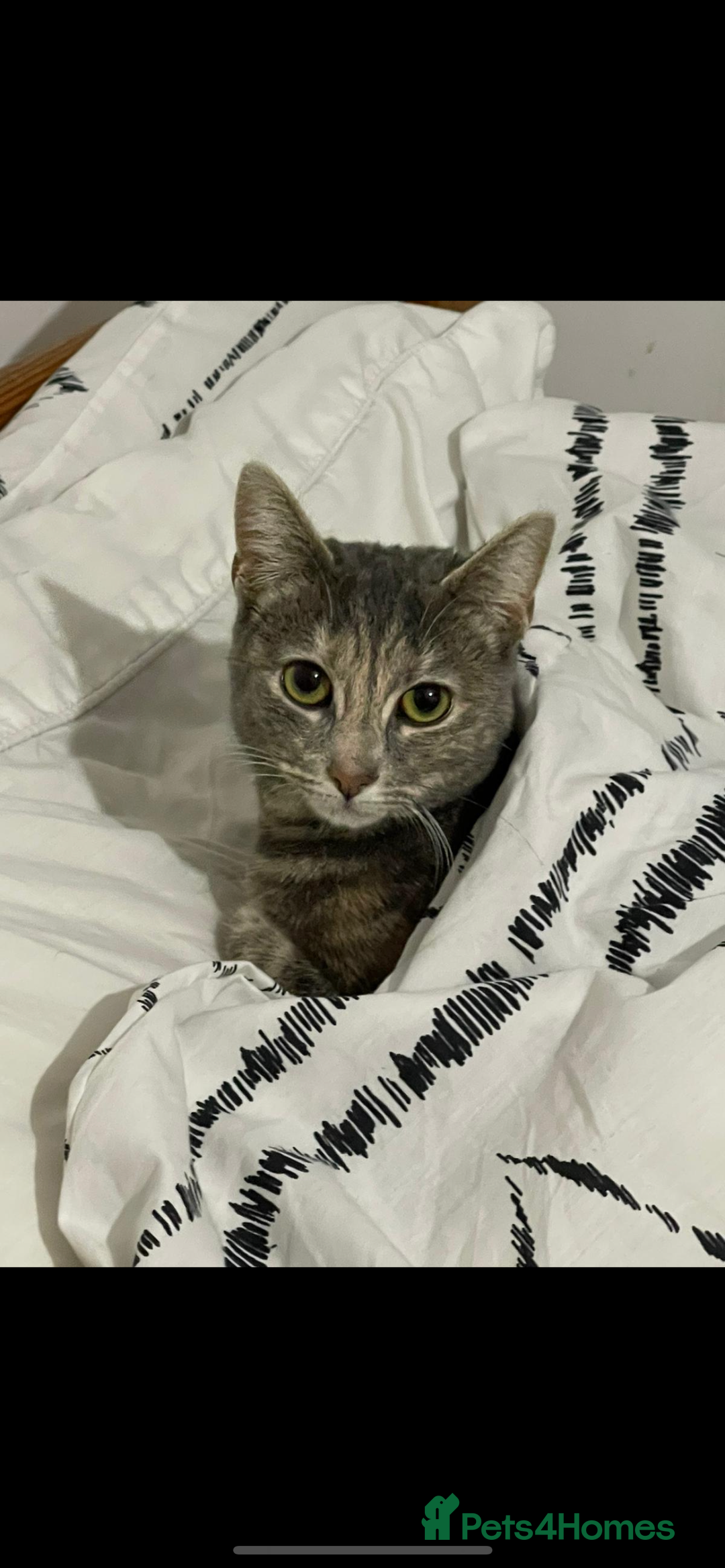 Mixed Breed cats for sale: In need of a loving new home  - Image 1