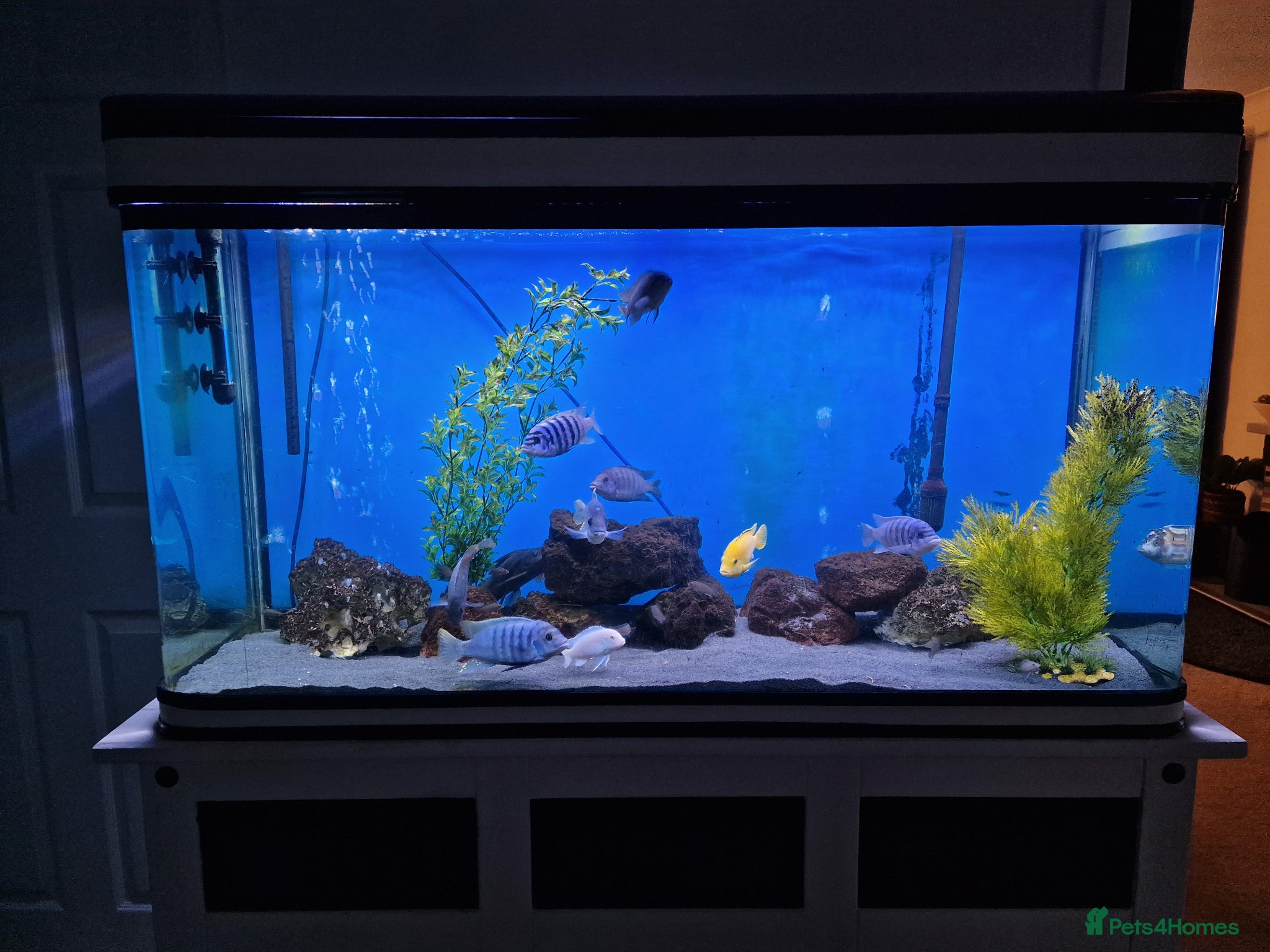 Cichlids fish Full Large Fish Tank Set Up - Advert 1