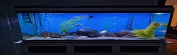 Cichlids fish for sale: Full Large Fish Tank Set Up - Advert 1